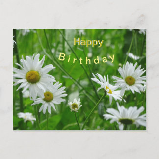 Daisies Wild Flowers Cust. Happy Birthday Postcard