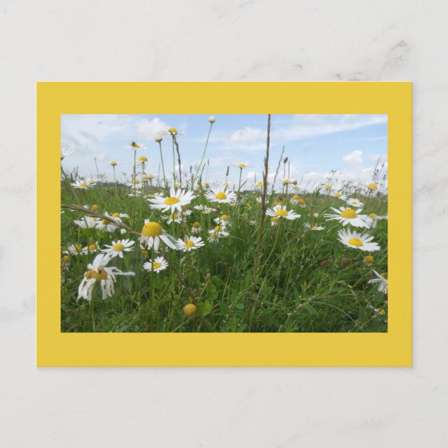 Daisies Wildflowers on a Sunny Day DIY Postcard (Front)