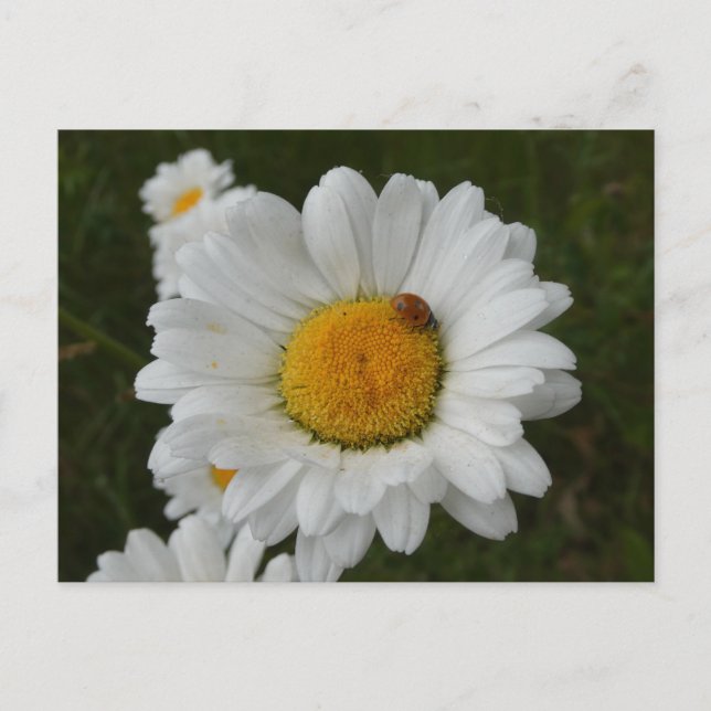 Daisies with Ladybug DIY Postcard (Front)
