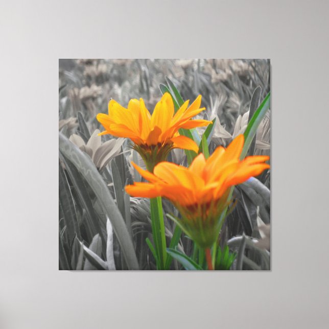 Daisies Wrapped Canvas Print (Front)