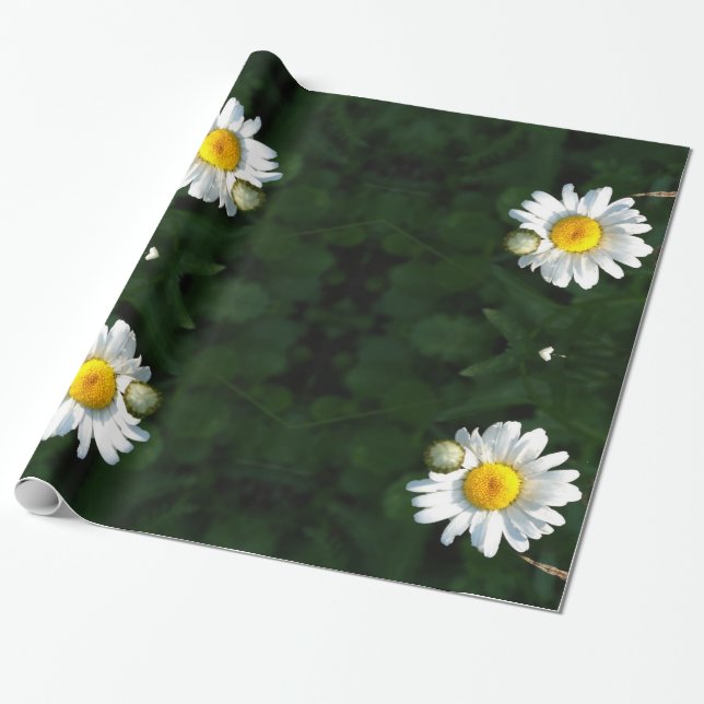 Daisies  Wrapping Paper (Unrolled)
