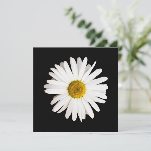 Daisy (Standing Front)