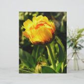 Daisy (Standing Front)