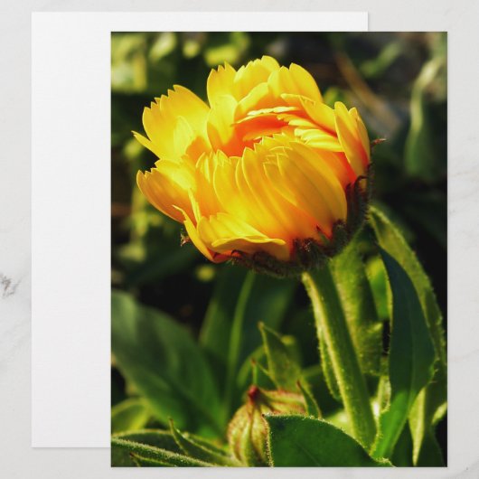 Daisy (Front/Back)