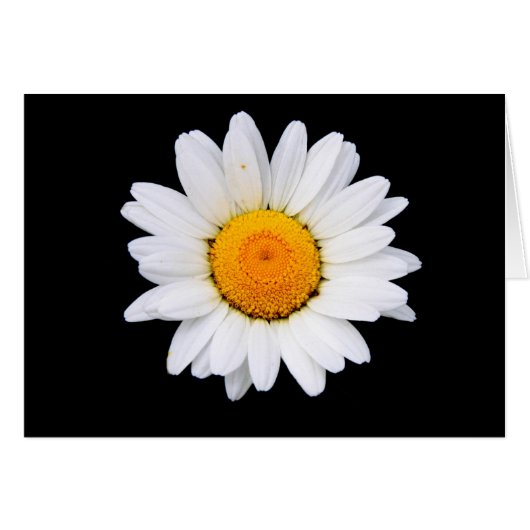 Daisy (Front Horizontal)