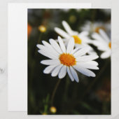Daisy (Front/Back)