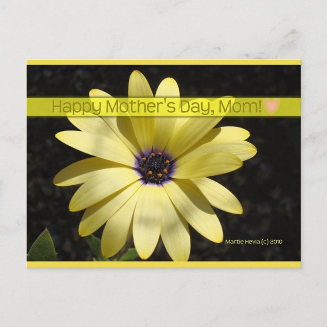 Daisy2 On Mother's Day | Blue Beach Song™ Postcard (Front)