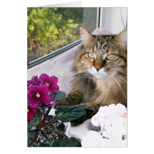 Daisy 4 cards (Front)