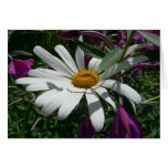 Daisy and Fireweed