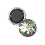 Daisy and Fireweed Magnet