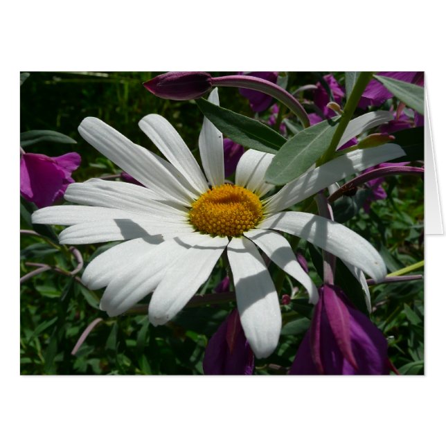 Daisy and Fireweed Wildflower Card (Front Horizontal)