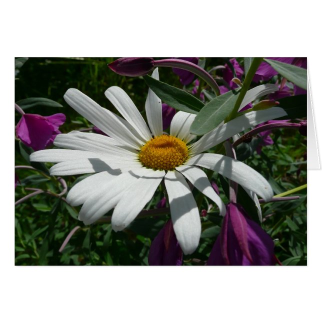 Daisy and Fireweed Wildflower Cards (Front Horizontal)