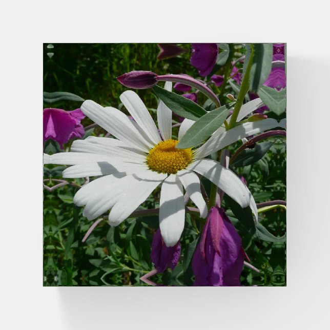 Daisy and Fireweed Wildflower Paperweight (Front)