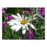 Daisy and Fireweed Wildflower Photo Print