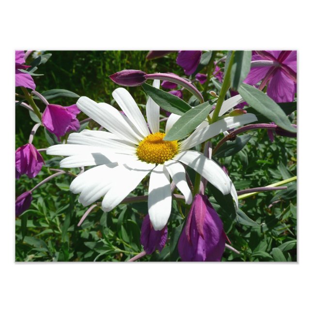 Daisy and Fireweed Wildflower Photo Print (Front)