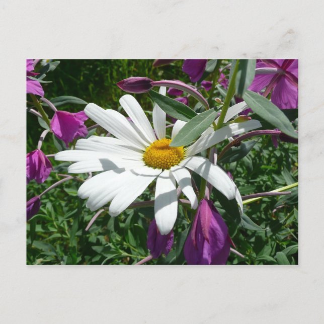 Daisy and Fireweed Wildflower Postcard (Front)