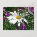 Daisy and Fireweed Wildflower Postcard