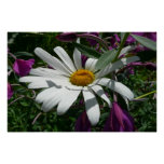 Daisy and Fireweed Wildflower Poster