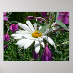 Daisy and Fireweed Wildflower Poster