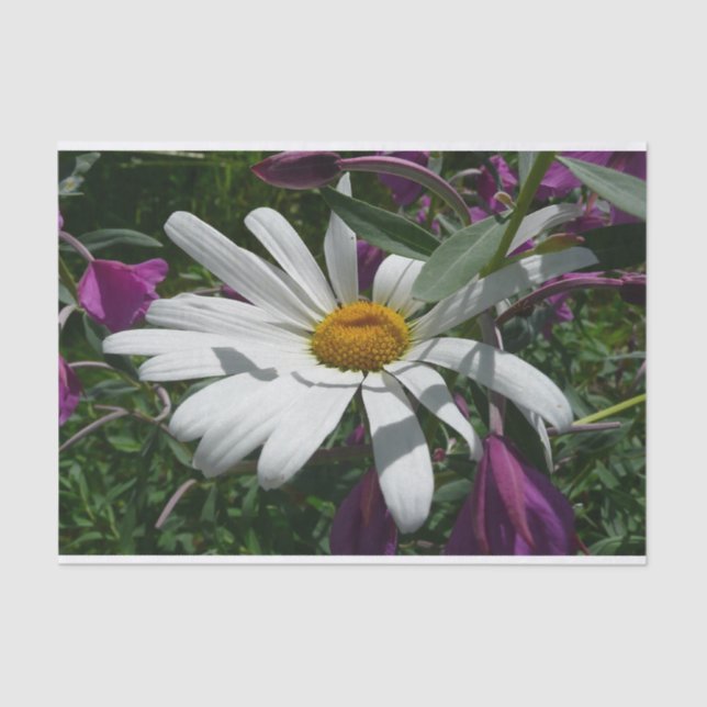 Daisy and Fireweed Wildflower Tissue Paper (Front)