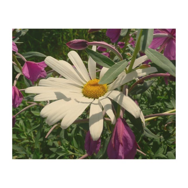 Daisy and Fireweed Wildflower Wood Wall Decor (Front)