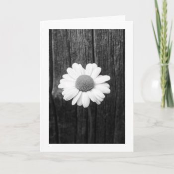 Daisy And Love Card by utachick02 at Zazzle