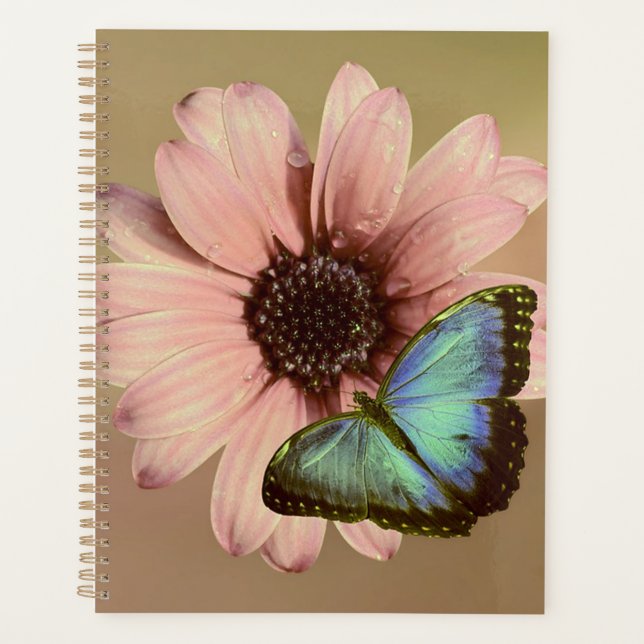 Daisy and Morpho Planner (Front)