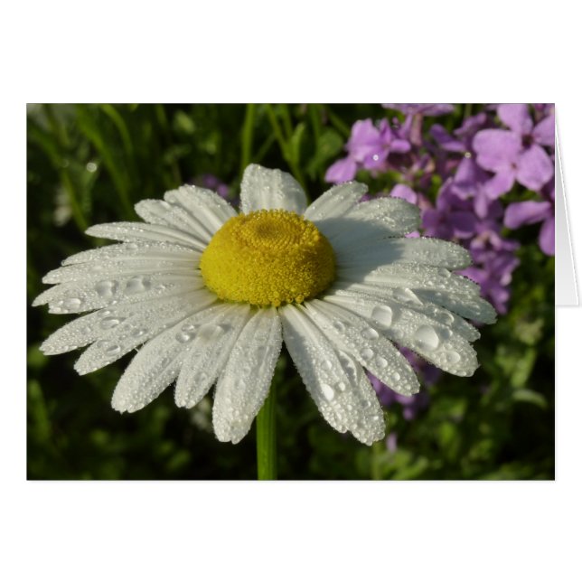 Daisy and Summer Lilac Botanical Cards (Front Horizontal)