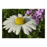 Daisy and Summer Lilac Botanical Photo Print