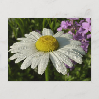 Daisy and Summer Lilac Botanical Postcard