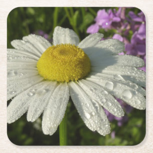 Daisy and Summer Lilac Botanical Square Paper Coaster