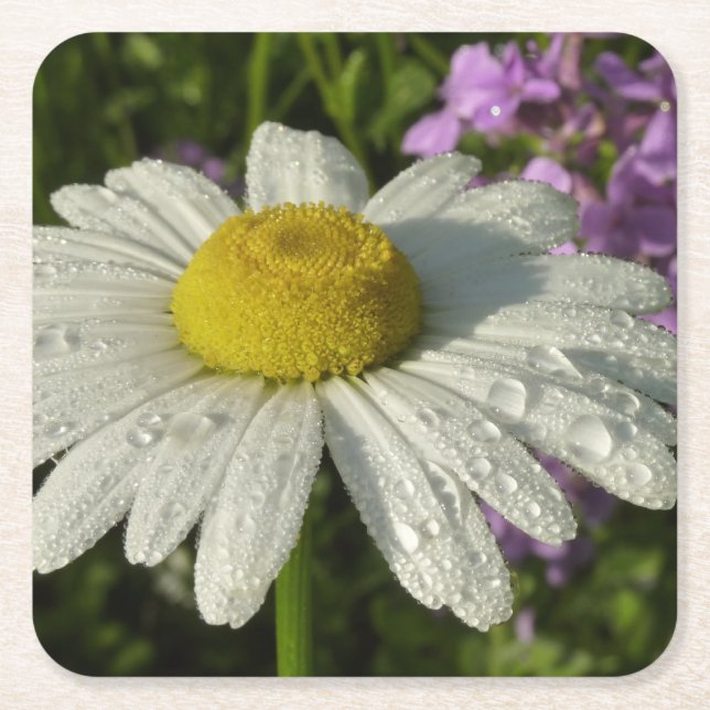 Daisy and Summer Lilac Botanical Square Paper Coaster (Front)