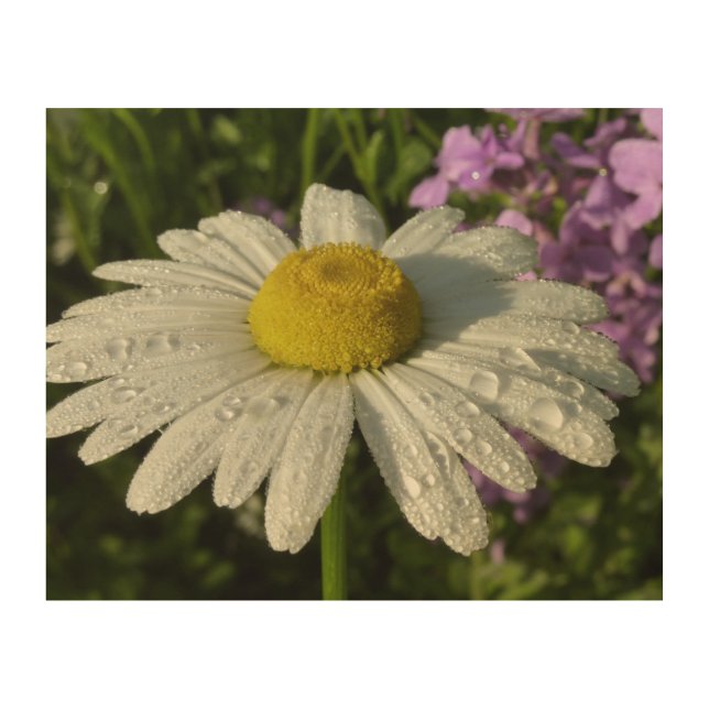 Daisy and Summer Lilac Botanical Wood Wall Decor (Front)