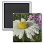 Daisy and Summer Lilac Wildflower Magnet