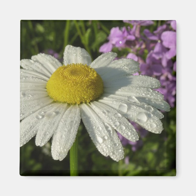 Daisy and Summer Lilac Wildflower Magnet (Front)