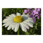 Daisy and Summer Lilac Wildflower Photo Print