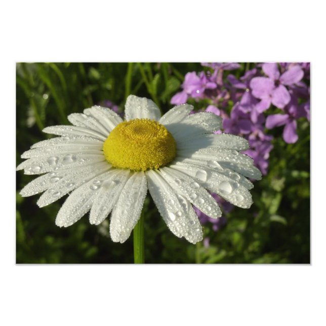 Daisy and Summer Lilac Wildflower Photo Print (Front)