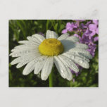Daisy and Summer Lilac Wildflower Postcard