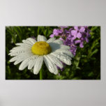 Daisy and Summer Lilac Wildflower Poster