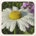 Daisy and Summer Lilac Wildflower Square Paper Coaster