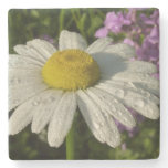 Daisy and Summer Lilac Wildflower Stone Coaster