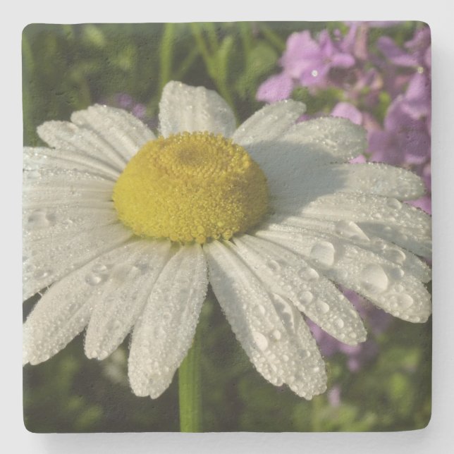 Daisy and Summer Lilac Wildflower Stone Coaster (Front)