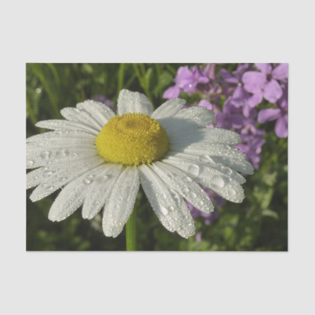 Daisy and Summer Lilac Wildflower Tissue Paper (Front)