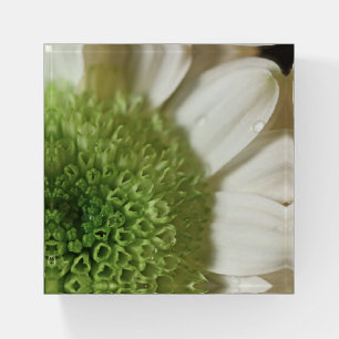 Daisy Anther Paperweight