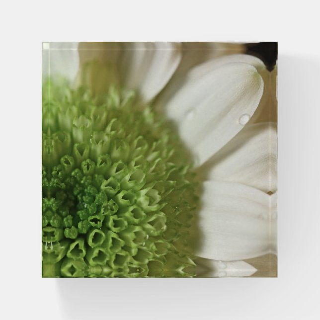 Daisy Anther Paperweight (Front)