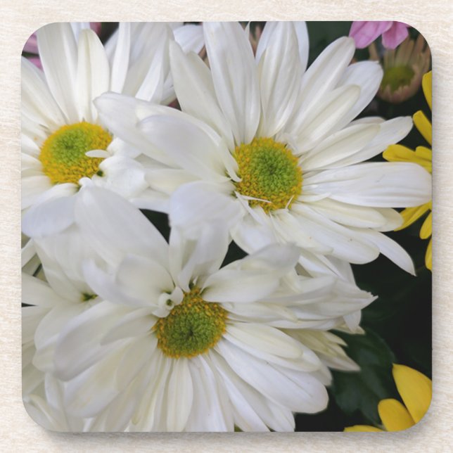 Daisy Beverage Coaster (Front)
