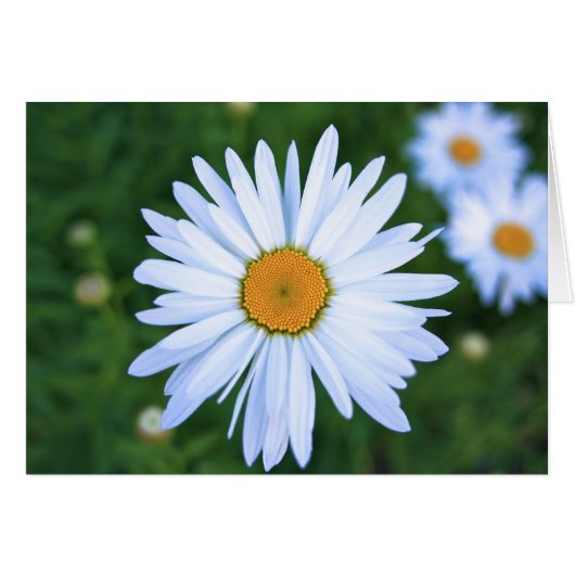 Daisy, Blank Card (Front Horizontal)