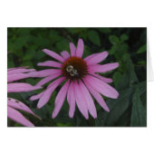 Daisy Bumble (Front Horizontal)