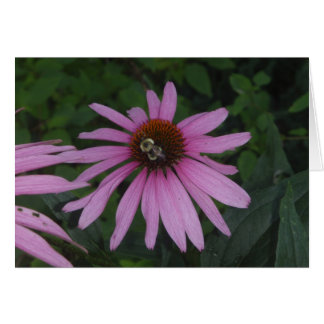 Daisy Bumble Cards