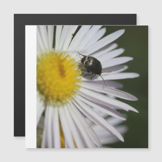 “Daisy & Bumblebee Puzzle – Nature’s Tiny Harmony” (Front/Back)